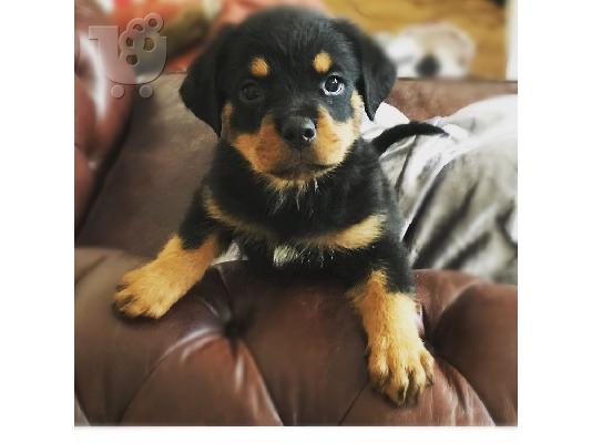 PoulaTo: Όμορφο κουτάβι Rottweiler προς πώληση